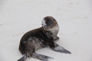 Baby Sea Lion Gardener Bay - Española Island
