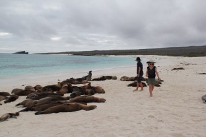 Look at all the Sea Lions! Gardener Bay - Española Island