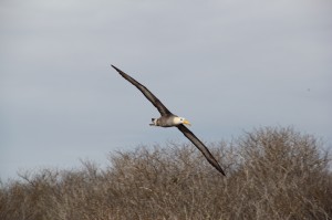 Galápagos Albatross - Española Island