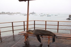 Sea Lion - San Cristóbal 